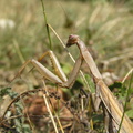 060