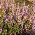 042