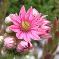 050
