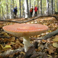 082